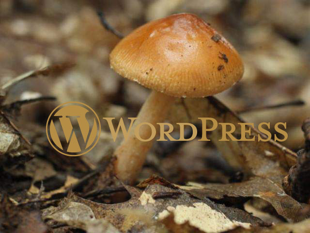 Dịch vụ thiết kế web WordPress mọc lên như nấm sau mưa