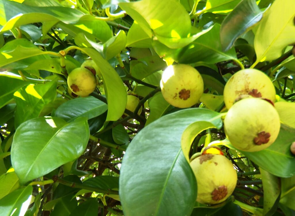 Măng cụt xanh làm gỏi giá hơn nửa triệu đồng